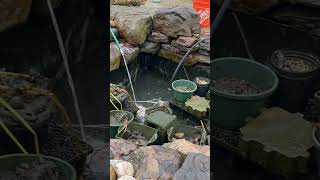 This Pond Had So Many Fish #satisfying #beforeandafter #cinematic #cleaning #edit #fish #relaxing