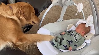 The Golden Retriever Dog's Unwavering Devotion to a Little Friend 🍭 Cute dog and human