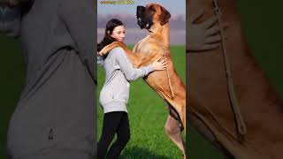 Scooby Doo Cartoon VS Great Dane #shorts #trending #viral