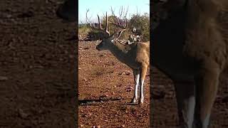 Heck of a buck #hunting #deer #shorts