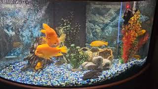 Exotic Fish in New Aquarium