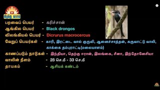 #சிறகுகளின் ஓசை # 02| கரிச்சான்| #இரட்டை வால் குருவி| #Black drongos@kizhakkuvaasal