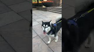 Puppy Having Fun at the Canary Wharf #puppy #canarywharf #pets #dog #viralshorts #trending