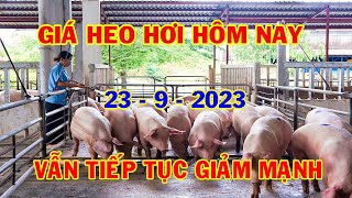 Giá Heo Hơi Hôm Nay 23-9: Các Địa Phương Vẫn Trên Đà Giảm | #NóngPlus