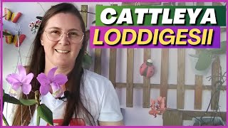 🟢 ORQUÍDEAS: Cattleya Loddigesii | Resultado do replante #cattleya