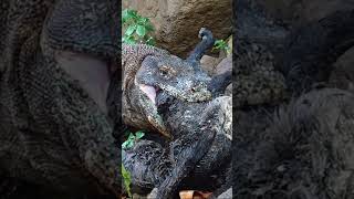 Dangerous bacteria in Komodo dragons