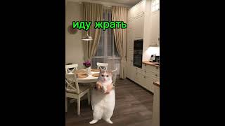 это видео есть также на моём 2 аккаунте:@COYCNK_RBX #memes #youtubeshorts #мем #funny #art #tiktok