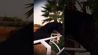 لاتنزعج #explore #خيل #الخيل _العربي#اكسبلور #شيلات