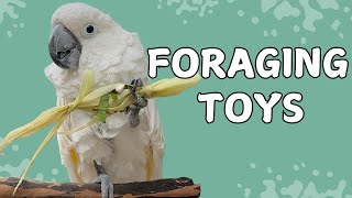 Simple Foraging Tips And Tricks For Parrot Owners