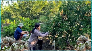 Thu Hoạch Nhãn Xuồng Cơm Vàng Đầu Mùa Mẹ Trúng Được Giá Cao BLMT # 143