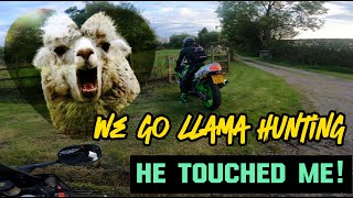 We found something better than a Llama! Motorcycle adventures