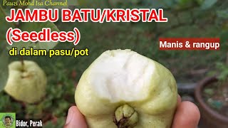 JAMBU BATU /KRISTAL TANPA BIJI (Seedless)