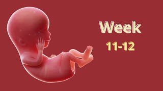 11- 12 Weeks Pregnant: What To Expect