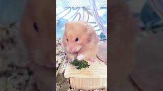 Hamster eats parsley and then drops it 😀