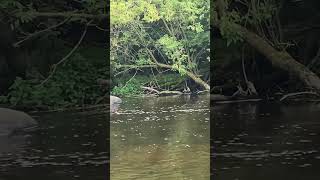 Deer across the river