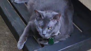 GARDEN TOUR July 2024, featuring my chartreux cat lady Graciella (music by Henri Salvador)