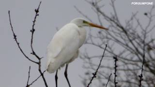 VIE SAUVAGE:"La grande aigrette"