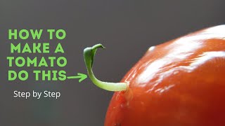 How to make tomato seeds sprout inside of tomato? #vivipary