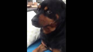 When your rottweiler thinks he's a badass.