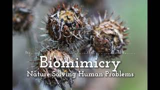 Biomimicry - Nature Solving Human Problems