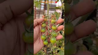 Tomatoes in Pot #shorts #short #shortvideo #shortsvideo #shortsyoutube #tomato #tomatoes