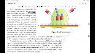 molecular basis of inheritance TRANSLATION