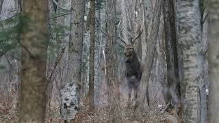 Свист самца пятнистого оленя Cervus nippon