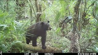 Big Cypress National Preserve. Spring-2024