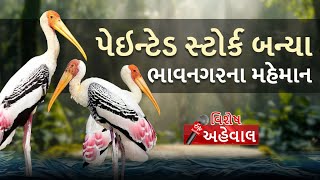 Painted Stork In Bhavnagar: ફ્લેમિંગો જેવા દેખાતા પેઇન્ટેડ સ્ટોર્ક ભાવનગરના મહેમાન બન્યા