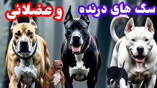 سگ های عضلانی و وحشی 🦮🐕‍🦺🐕😎😎