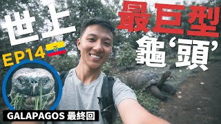 [EP14]尋找地球上最巨型龜"頭"😏| 離開竟然買錯機票?! Galapagos Isabella Island | 88日中南美EP14 (English Sub)