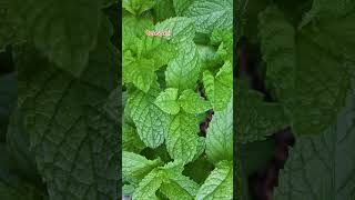 ❤️ Mint Refreshing Flavor#shortvideos #trending #viral #nature #canvas # herbs#beauty #subhanallah