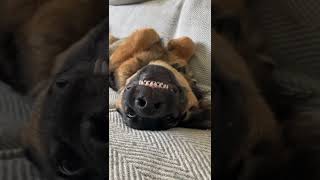 Hehehehe  dog funny moments #dog #dogs #dogreels #doglovers #dogsofinsta #trending #short