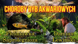 Pleśniawka w AKWARIUM / CHOROBY RYB AKWARIOWYCH / Opowiada Damian Lewiński