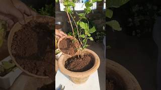 Plant Repotting 102 (Mogra)..#mograplant #shorts #ytshorts #trendingshorts #gardening #viralvideo