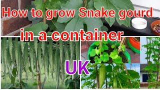 How to grow snake gourd in a continer.