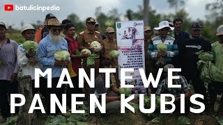 Kelompoktani Desa Sepakat Mantewe Panen Kubis - Dinas Pertanian Tanah Bumbu