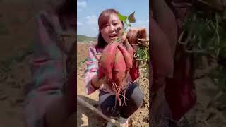 Watch me a satisfaying videos of agriculture growing fruit, vegetable, carrot, corn, onion etc 74