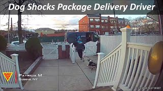 Dog Shocks Package Delivery Driver Caught on Ring Camera | Doorbell Camera Video