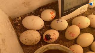 Helping baby chick hatch out of egg I Paper Rocket Praveen