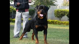 Top 10 Guard Dogs In The World   Top 10 Strongest Dogs