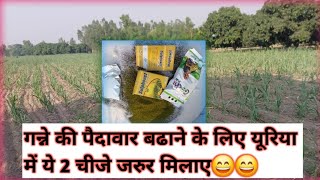 Ganna Farming🙂 Tips | गन्ने की पैदावार कैसे बढायें😃😃 | Ganne ki bumper paidavar😮😮😮