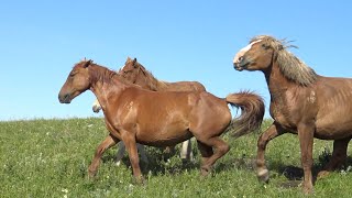 Жеребец выгоняет молодую кобылу из табуна