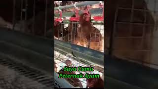 Peternak Ayam Petelur#shortsvideo #shorts