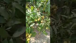 #summer#fruits#mango#Litchi#video#india#garden#uttarpradesh#video#shorts