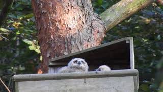 (bubo bubo) Der Uhu-Nachwuchs zeigt sich.