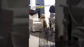 Funny dog pranks his owner 😂