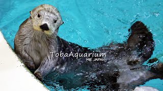 【鳥羽水族館】ラッコの「キラちゃん」の飼育係目線動画