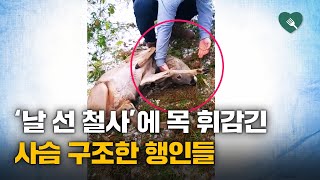 철사에 걸린 사슴 극적인 구조