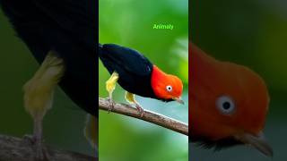 Red Capped Manakin Craziest Bird